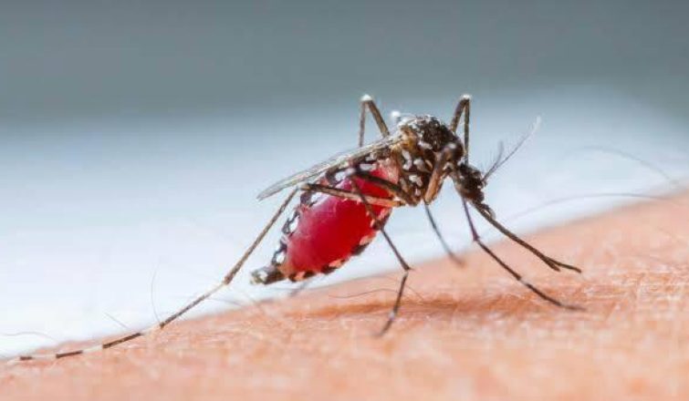 Confirman disminución de casos de dengue en San Martín