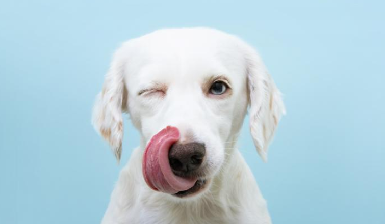 Esterilización canina