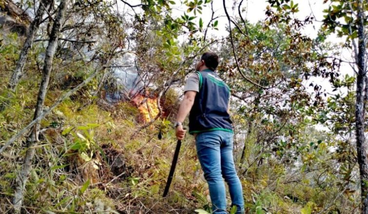 Fiscalía ambiental constató daño producido por incendio forestal en zonas protegidas del cerro San Mateo