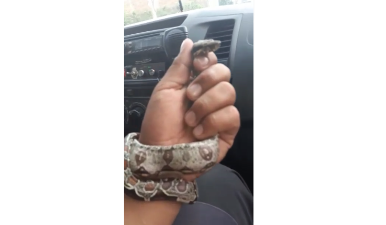 Hallan pequeña víbora en tablero de una moto - copia