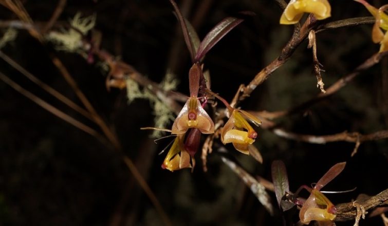 Orquideas