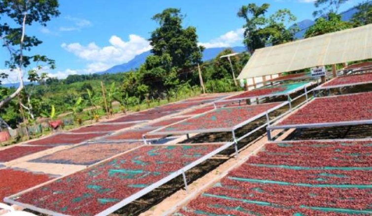 San Martín será tomado como ejemplo por Colombia en el manejo del cacao