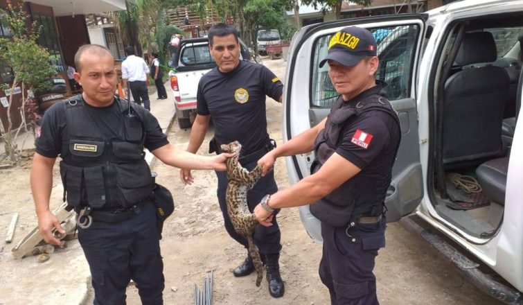 Serenos rescatan a un tigrillo de la calle