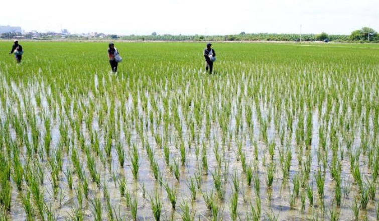 arrozperú