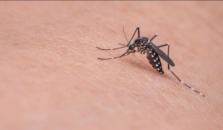 dengue
