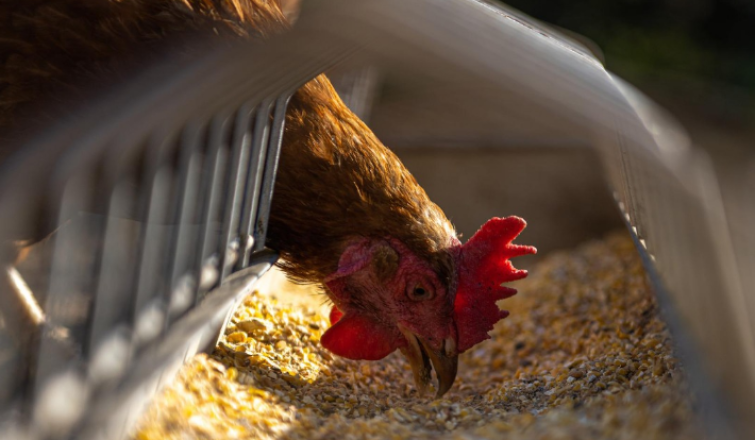 gallinas concytec 1